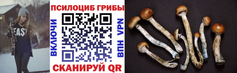 как найти наркотики  Камбарка  Псилоцибиновые грибы прущие грибы 